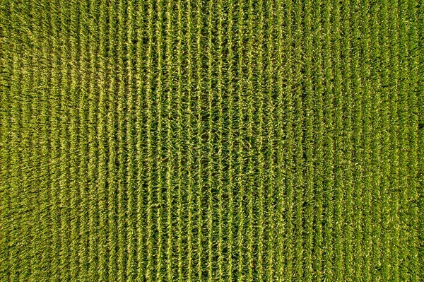 Beautiful Aerial View Endless Green Agricultural Field Crops Sunny Cloudy — ストック写真