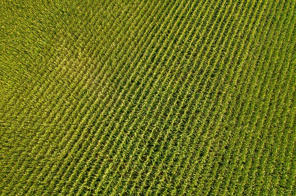 Geometrische Luftaufnahme Eines Grünen Maisfeldes Fliegender Blick Auf Grüne Maissetzlinge — Stockfoto