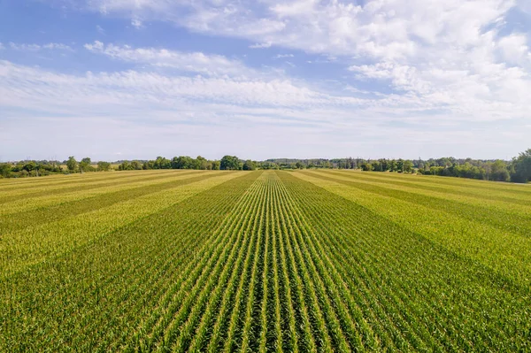 Légi Felvétel Felső Lövés Zöld Nagy Területen Kukorica Növények Nyári — Stock Fotó