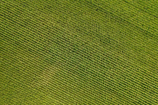 緑のトウモロコシ畑の幾何学的空中トップビュー 緑のトウモロコシの苗の空飛ぶ景色 パターンのコーントップ 農業景観 — ストック写真