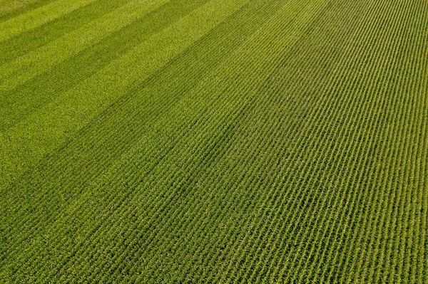 Geometrical Aerial Top View Green Corn Field Flying View Green — Stock Photo, Image