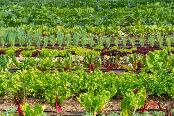 Backyard Vegetable Garden Organic Salads Veggies Urban Farm Growing Vegetables — kuvapankkivalokuva