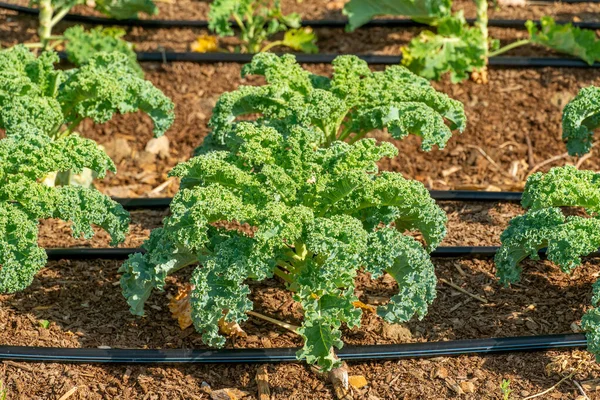 Bushes Kale Seedlings Soil Urban Garden Summer Agricultural Landscape Farming — kuvapankkivalokuva