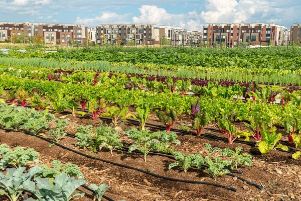 Felemelt Kerti Ágyak Spenótos Növényekkel Zöldségek Zöldhagyma Közösségi Kertben Polgári — Stock Fotó