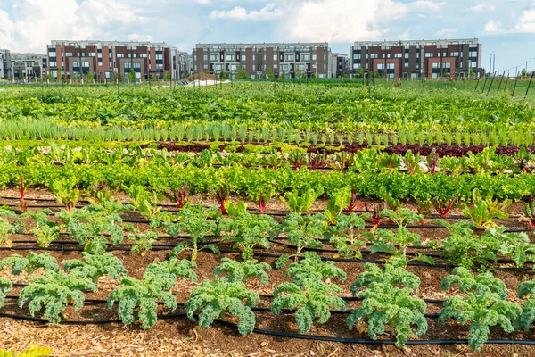 Backyard Vegetable Garden Organic Salads Veggies Urban Farm Growing Vegetables — Stock Fotó