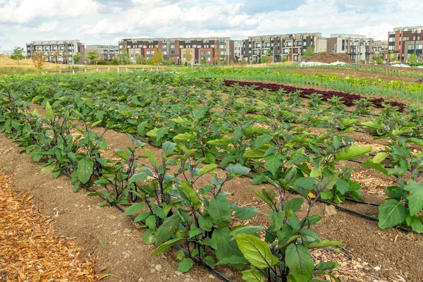 Városi Kert Közparkban Közösségi Gazdálkodás Növekvő Élelmiszer Növények Gyógynövények Zöldségek — Stock Fotó