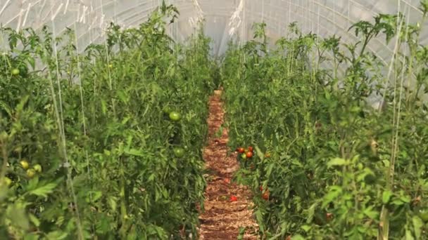Duże Wnętrze Szklarni Pomidorów Miejskim Ogrodzie Szklarnia Zielonymi Czerwonymi Pomidorami — Wideo stockowe