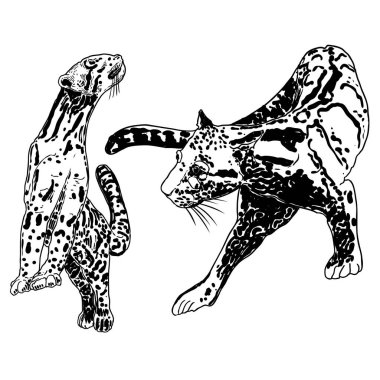 Leopar seti, vahşi kedi çizimi, Himalayalı bulutlu leopar. El yapımı vahşi kedi avı. Vektör.