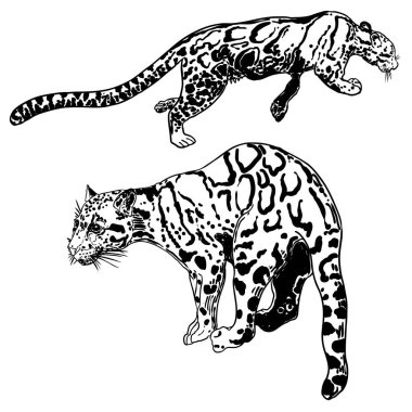 Leopar seti, vahşi kedi çizimi, Himalayalı bulutlu leopar. El yapımı vahşi kedi avı. Vektör.