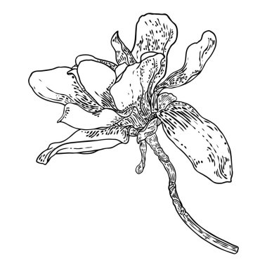 Daldaki manolya çiçeği başı beyaza saplanmış. Manolya 'nın yan manzarası dal üzerinde açan açık bahar, parktaki ya da ormandaki gerçek ağaçtan çekilen el. Vektör.