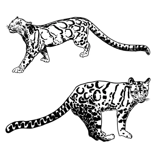 Leopard Set Menggambar Kucing Liar Macan Tutul Dari Himalaya Tangan - Stok Vektor