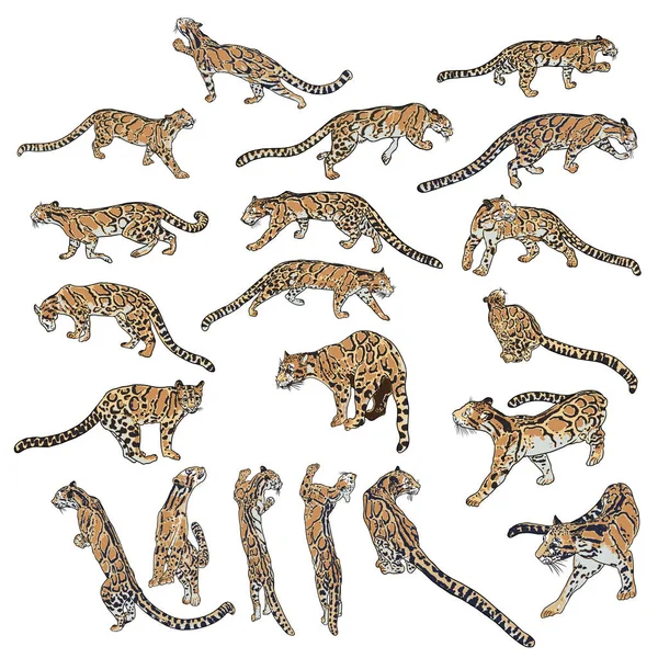 Conjunto Leopardos Gatos Selvagens Desenho Feito Mão Leopardos Nublados Vetor —  Vetores de Stock