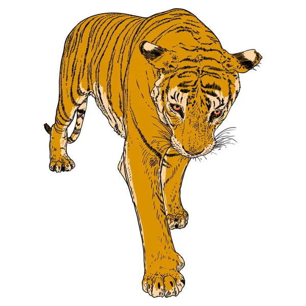 Tygrys Idzie Amur Albo Syberyjski Tygrys Wielki Dziki Kot Zagrożone — Wektor stockowy