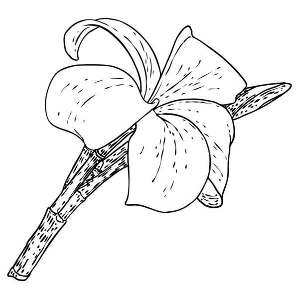 Flor Plumeria Real Rama Hawaiian Plumeria Cabeza Abierta Con Capullos — Archivo Imágenes Vectoriales