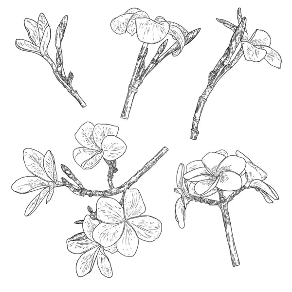 Гілці Цвітуть Справжні Квіти Гавайська Plumeria Відкриває Голову Квітковими Бруньками — стоковий вектор