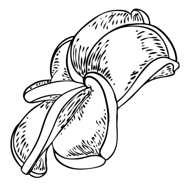 プルメリアの花のデザイン 本物のプルメリアで作られたエキゾチックな植物の熱帯の花 開いた花弁を持つハワイのフランジパニの花 孤立した 伝統的な花の歓迎の装飾 ベクトル — ストックベクタ