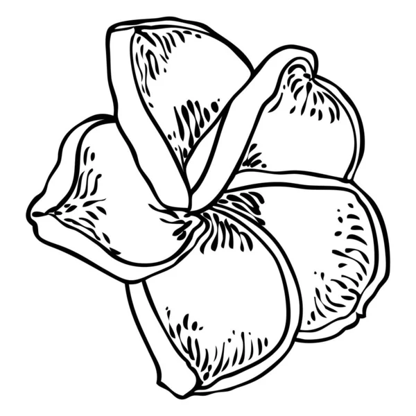 Plumeria Florescendo Cabeças Havaí Flores Tropicais Abertas Brotos Floresce Frangipani — Vetor de Stock