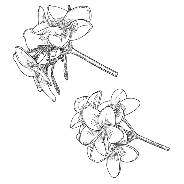 Plumeria Oder Frangipani Blüten Mit Blätterzeichnung Handgezeichnete Linienkunst Aus Dekorativen — Stockvektor