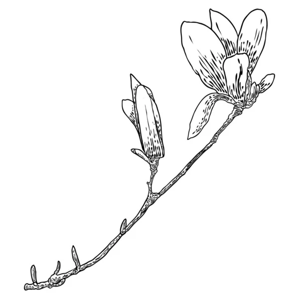 Magnolia Flower Drawing Sketch Floral Botany Twig Real Tree Black —  Vetores de Stock