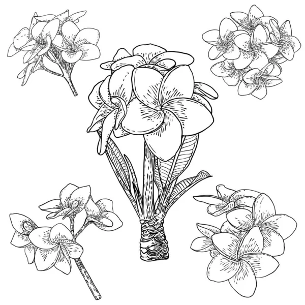 多花或法式花 手绘线条艺术 装饰异国情调的热带花 绽放开放的花蕾 枝条上的叶子 — 图库矢量图片