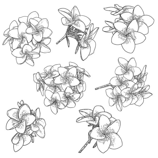 Plumeria Frangipani Λουλούδια Φύλλα Σετ Σχεδίασης Χειροποίητη Γραμμή Τέχνης Από — Διανυσματικό Αρχείο