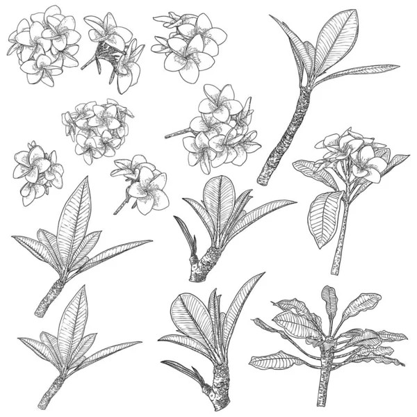 Plumeria Frangipani Flowers Leaves Drawing Set Hand Drawn Line Art — Stock Vector