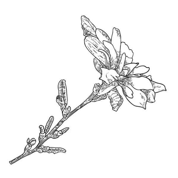 Frühlingsmagnolienblüte Mit Blättern Auf Dem Zweig Isoliert Auf Weißem Hintergrund — Stockvektor
