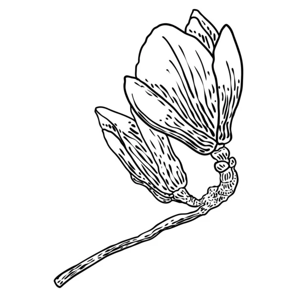 Magnolia Flower Drawing Sketch Floral Botany Twig Real Tree Black — Stockvektor