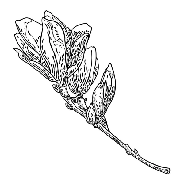 Magnolia Flower Drawing Sketch Floral Botany Twig Real Tree Black — стоковый вектор