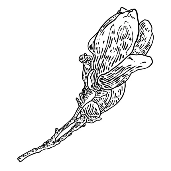 Магнолія Квітка Малюнок Ескіз Квіткової Гілки Справжнього Дерева Чорно Білий — стоковий вектор