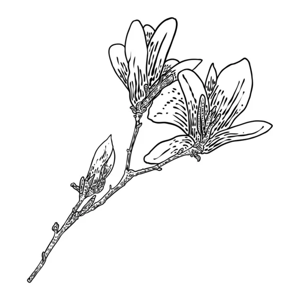Ζωγραφική Λουλουδιών Μανόλια Σκίτσο Ανθικού Κλαδιού Βοτανολογίας Από Αληθινό Δέντρο — Διανυσματικό Αρχείο