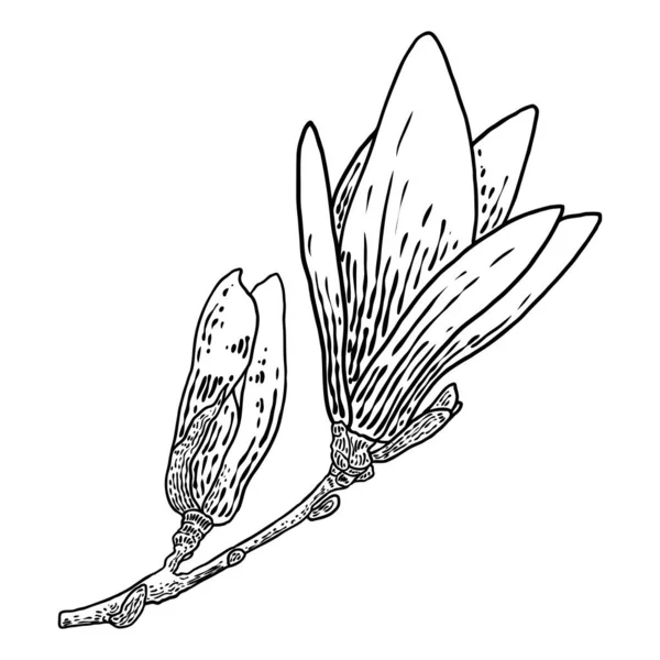 Daldaki Manolya Çiçeği Başı Beyaza Saplanmış Manolya Nın Yan Manzarası — Stok Vektör