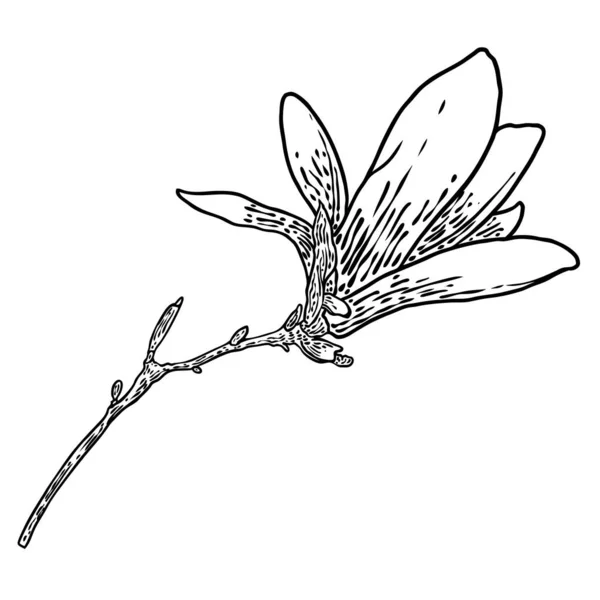 Magnolia Blomma Och Kronblad Teckning Illustration För Affischer Inbjudan Och — Stock vektor