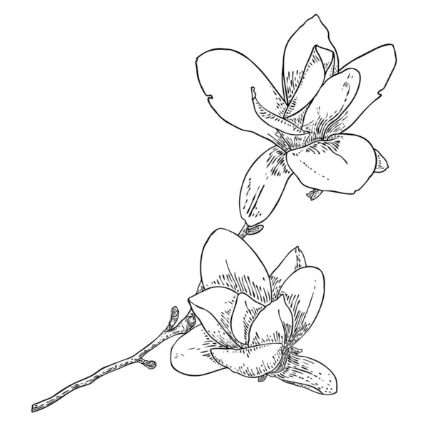 Μανόλια Κεφάλι Λουλούδι Στο Κλαδί Που Απομονώνονται Λευκό Πλευρική Άποψη — Διανυσματικό Αρχείο