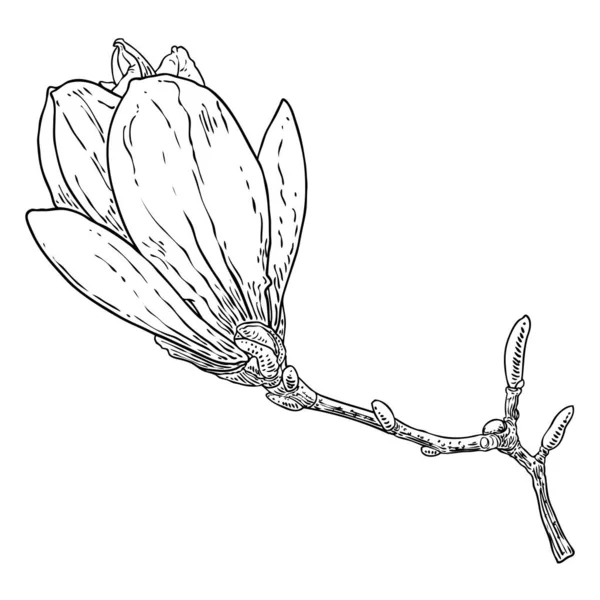 木兰花头上的枝头被白色隔开了 侧观木兰花开春盛开的枝条 手绘真树在公园或森林里 — 图库矢量图片