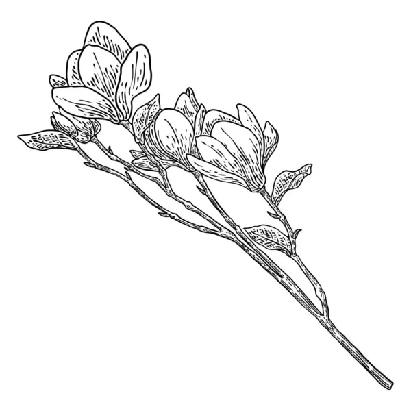 Spring Magnolia Flower Leaves Branch Isolated White Background Hand Drawing — Vettoriale Stock