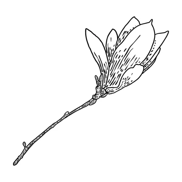 木兰花头上的枝头被白色隔开了 侧观木兰花开春盛开的枝条 手绘真树在公园或森林里 — 图库矢量图片