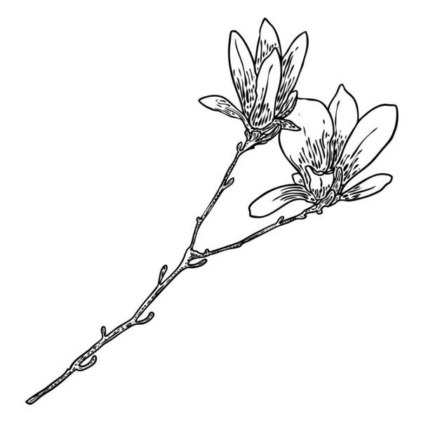 ポスター 招待状 グリーティングカードデザインのためのイラストを描くマグノリアの花と花びら 天然木の植物から小枝に白いマグノリアの花 隔離された要素 ベクトル — ストックベクタ