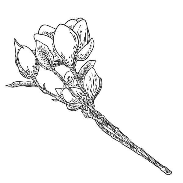 Spring Magnolia Flower Leaves Branch Isolated White Background Hand Drawing — Stock vektor