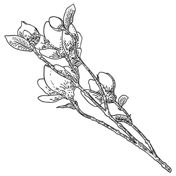 Magnolia Flower Head Branch Isolated White Side View Magnolia Open — 图库矢量图片