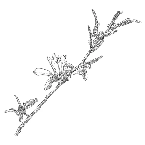 白い背景に孤立した枝に葉を持つ春のマグノリアの花 本物の木から手描き 実際の生活自然は花の頭を持つ小枝 ベクトル — ストックベクタ