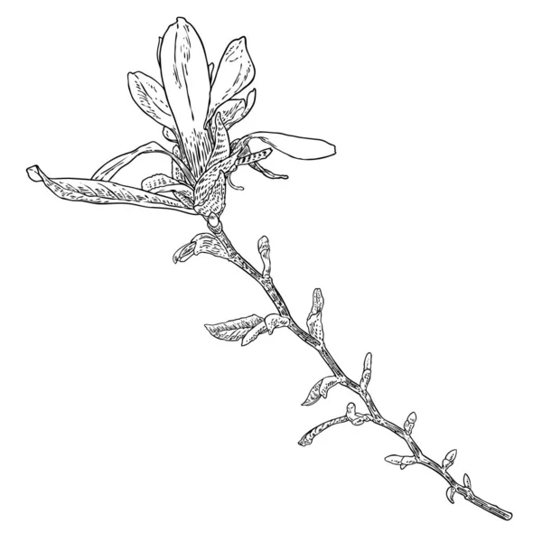白い背景に孤立した枝に葉を持つ春のマグノリアの花 本物の木から手描き 実際の生活自然は花の頭を持つ小枝 ベクトル — ストックベクタ
