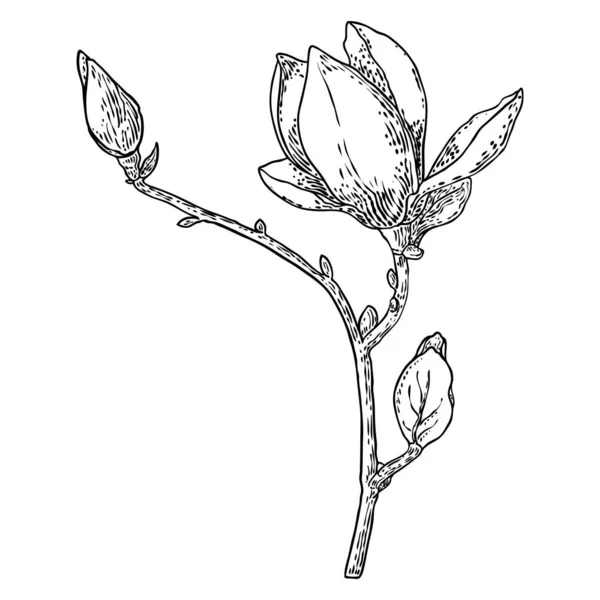 Tavaszi Magnólia Virág Levelek Ágon Elszigetelt Fehér Háttér Kézzel Rajz — Stock Vector