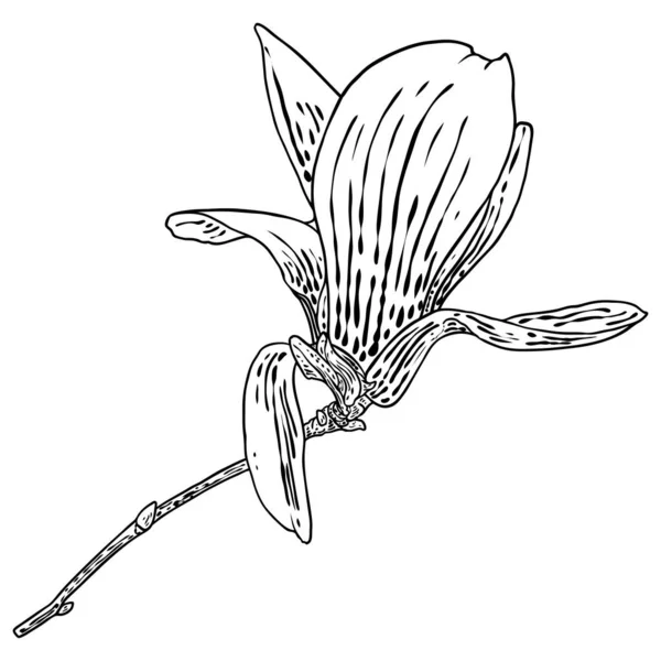 Jarní Magnólie Květ Listy Větvi Izolované Bílém Pozadí Ruční Kresba — Stockový vektor