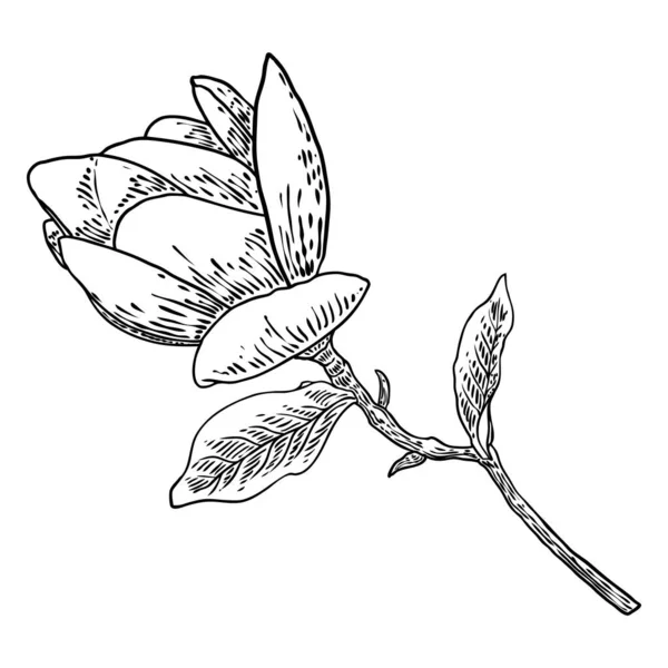 Flor Magnolia Primaveral Con Hojas Rama Aisladas Sobre Fondo Blanco — Vector de stock