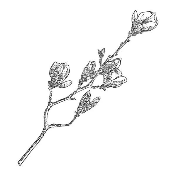 Magnolia Virágfej Fehér Ágon Oldalnézetben Magnólia Nyitott Tavasszal Virágzik Ágon — Stock Vector