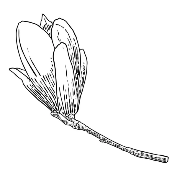 Magnolia Blomma Huvud Grenen Isolerad Vitt Sidovy Magnolia Ppna Ren — Stock vektor