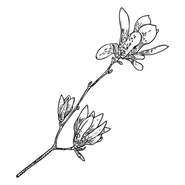 ポスター 招待状 グリーティングカードデザインのためのイラストを描くマグノリアの花と花びら 天然木の植物から小枝に白いマグノリアの花 隔離された要素 ベクトル — ストックベクタ