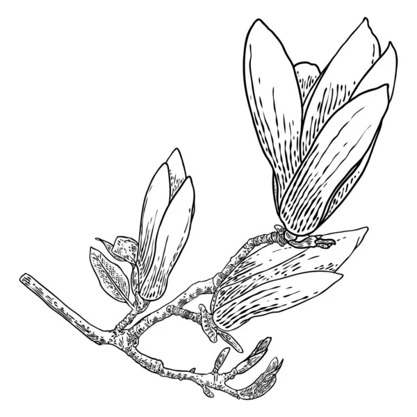 Lente Magnolia Bloem Met Bladeren Tak Geïsoleerd Witte Achtergrond Met — Stockvector