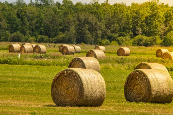 Gras Und Weizenbrötchen Die Nach Der Getreideernte Auf Einem Feld — Stockfoto